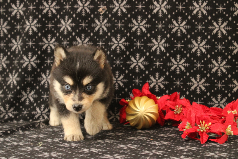 puppy, for, sale, Pomsky, Matthew B. Stoltzfus, dog, breeder, Gap, PA, dog-breeder, puppy-for-sale, forsale, nearby, find, puppyfind, locator, puppylocator, aca